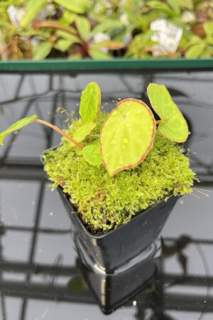 Begonia scapigera | Florae | Rooted Cutting | N20138
