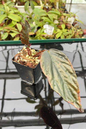 Begonia hatacoa 'Purple' | Florae | Rooted Cutting | N20139