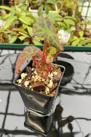 Begonia sp Sumatra Utura | Florae | Rooted Cutting | N20140