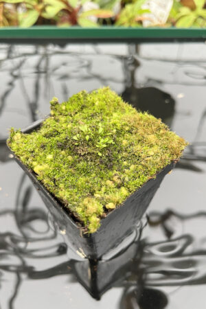 Genlisea repens | Best Carnivorous Plants | N20142