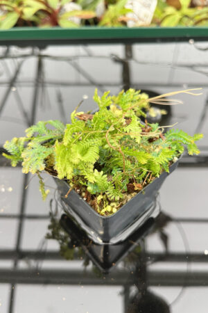 Selaginella sp | Florae | Rooted Cutting | N20143
