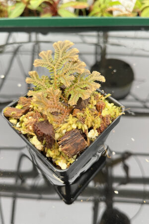 Selaginella sp | Florae | Rooted Cutting | N20144