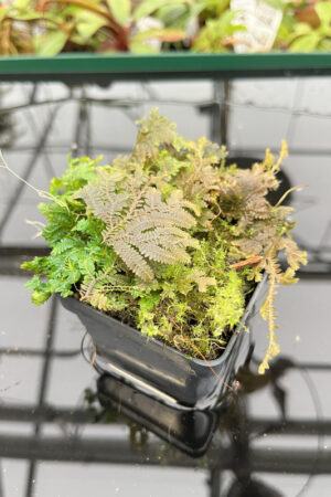Selaginella sp | Florae | Rooted Cutting | N20145