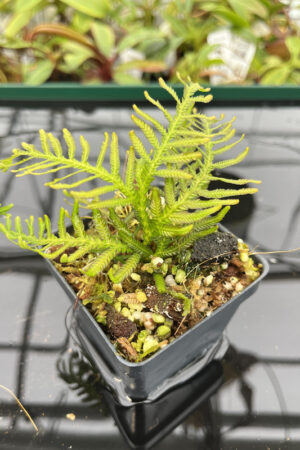Selaginella sp indonesia | Florae | Rooted Cutting | N20146