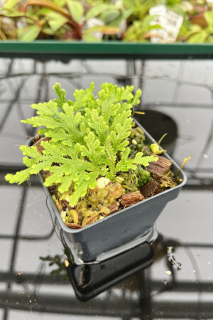 Selaginella sp | Florae | Rooted Cutting | N20147
