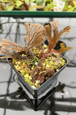 Selaginella sp | Florae | Rooted Cutting | N20148