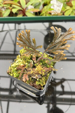 Selaginella sp. Indonesia 'Dark' | Florae | Rooted Cutting | N20150