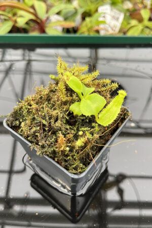 Nepenthes truncata x mira | Best Carnivorous Plants | N351, M.S. | N20151