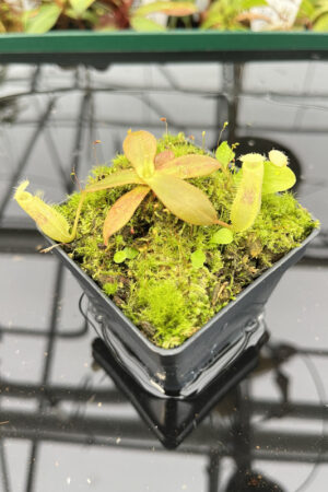 Nepenthes mapuluensis | Florae | FC-143.05 | N20152