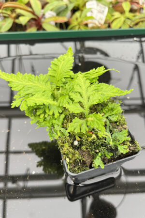 Selaginella sp peru | Florae | Rooted Cutting | N20154