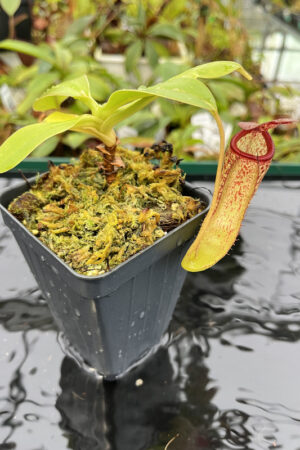 Nepenthes sibuyanensis x klossii | Borneo Exotics | BE-4566 | N20156