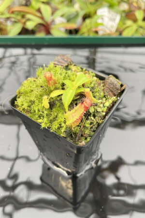 Nepenthes (boschiana x veitchii (m) Bario - squat, pink) x (lowii x truncata - giant) |  | Florae | 397.1 | N20157