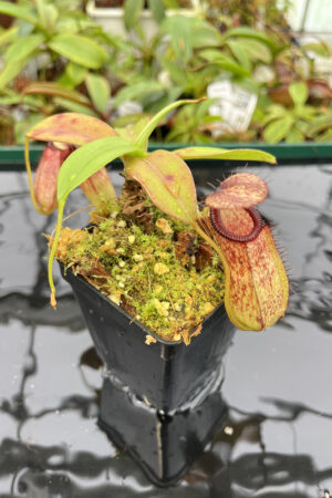 Nepenthes sibuyanensis x hamata | Borneo Exotics | BE-3562 | N20158
