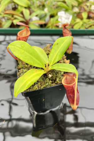 Nepenthes (lowii x merrilliana) x campanulata | individual seedling (ISC) | Andreas Wistuba | Seed Grown | AW-Nx_(lowXmer)Xcamp.1 | N20159