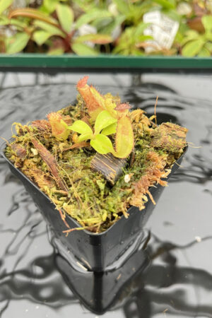 Nepenthes robcantleyi x veitchii 'Wave' | FB |  | Florae | 317.05 | N20160