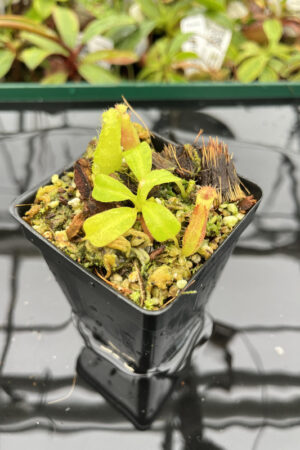 Nepenthes truncata x villosa | JH | Clone 6 | Florae | 355.06 | N20161