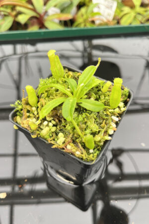 Nepenthes maxima x villosa | JH | Clone 1 | Florae | 375.01 | N20162
