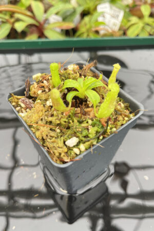 Nepenthes truncata x villosa | JH | Clone 16 | Florae | 355.16 | N20163
