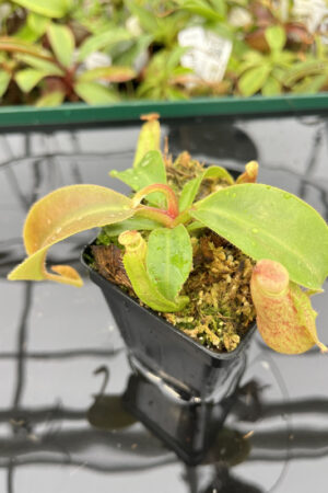 Nepenthes (veitchii x boschiana) x (veitchii x boschiana) | JH |  Cl. 3 | Florae | 386.03 | N20164