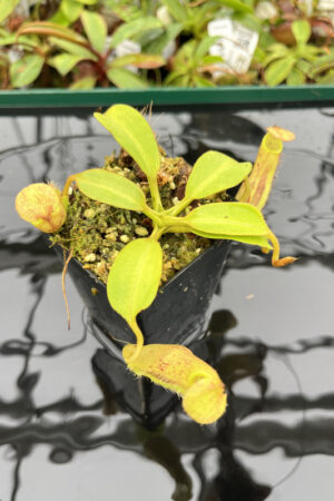 Nepenthes platychila x robcantleyi | Borneo Exotics | BE-3946 | N20165