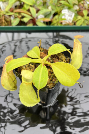 Nepenthes robcantleyi x reinwardtiana | Borneo Exotics | BE-3960 | N20166