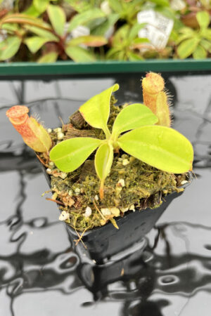 Nepenthes robcantleyi x merrilliana | Borneo Exotics | BE-4628 | N20167