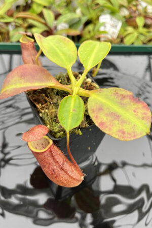 Nepenthes robcantleyi x palawanensis | Borneo Exotics | 4591 | N20168