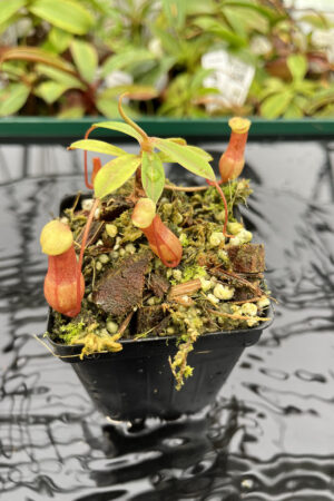 Nepenthes barcelonae | Borneo Exotics | BE-3770 | N20169