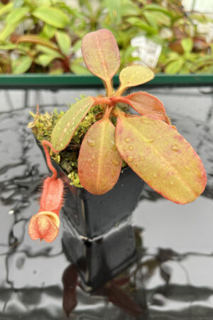 Nepenthes peltata | Borneo Exotics | BE-4025 | N20171