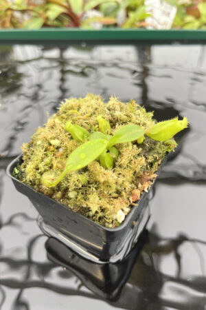 Nepenthes mollis x eymae | MKS | Seed Grown | Florae | Seed Grown | N20172