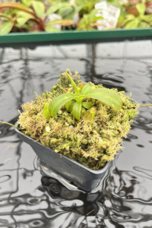 Nepenthes Song of Melancholy' x jacquelineae | JH | Seed Grown | Florae | Seed Grown | N20173