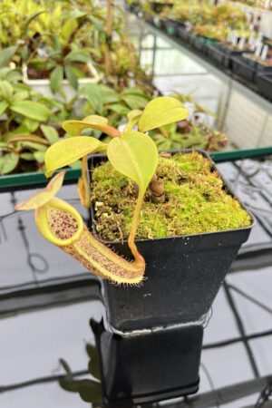 Nepenthes platychila x robcantleyi | Borneo Exotics | BE-3946 | H20174