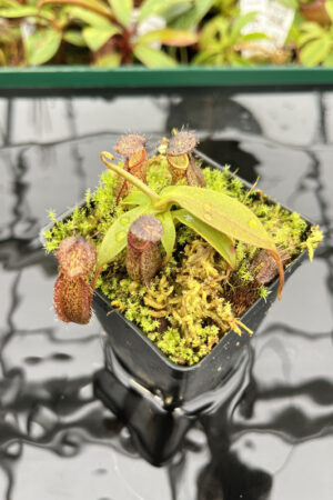 Nepenthes hamata x gymnamphora | Borneo Exotics | BE-4553 | H20176
