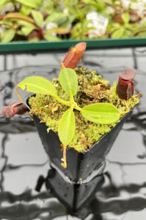 Nepenthes rajah x lowii | Borneo Exotics | BE-4502 | H20179