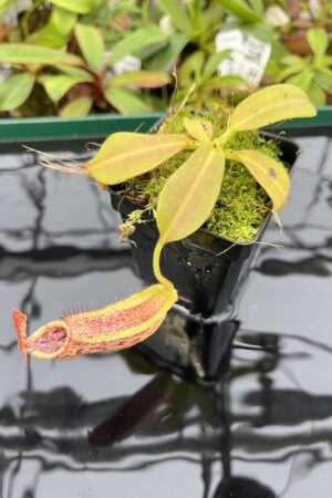 Nepenthes maxima | Borneo Exotics | BE-3067 | N20253