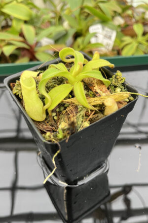 Nepenthes maxima | Borneo Exotics | BE-3735 | N20254