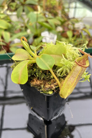 Nepenthes (veitchii x lowii) x robcantleyi | Borneo Exotics | BE-3841 | N20255