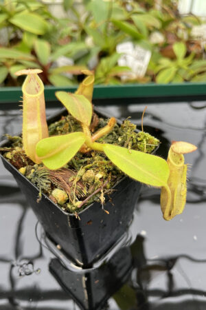 Nepenthes veitchii | Borneo Exotics | BE-4033 | N20257