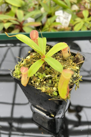 Nepenthes ventricosa x dubia | Borneo Exotics | BE-3742 | N20258