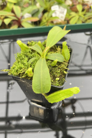 Nepenthes veitchii Murud, Striped x 'Candy' |  | Florae | 23.03 | N20259