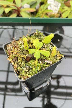 Nepenthes truncata x villosa | JH | Clone 6 | Florae | 355.06 | N20261
