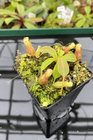 Nepenthes boschiana x villosa | JH |  Clone 7 | Florae | 366.07 | N20262