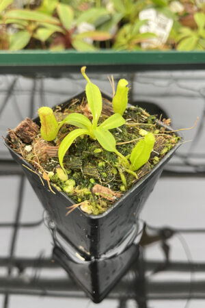 Nepenthes maxima x villosa | JH | Clone 5 | Florae | 375.05 | N20264