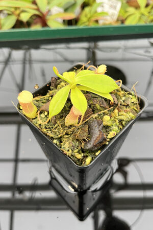 Nepenthes sibuyanensis {Guiting-Guiting, Philippines, 1400 m} | Best Carnivorous Plants | N110, N299, N300 | N20265