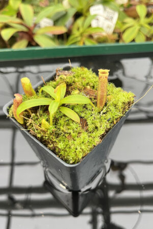 Nepenthes (veitchii x lowii) x edwardsiana | Florae | FC-122.01 | N20266