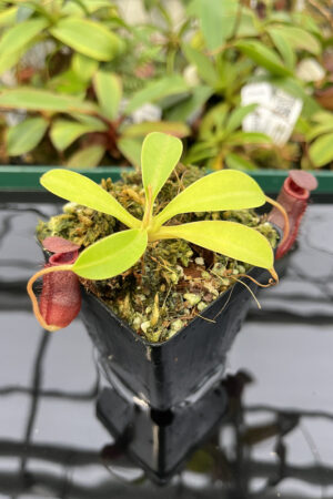 Nepenthes sibuyanensis x lowii | Borneo Exotics | BE-4504 | N20267