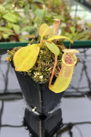Nepenthes burbidgeae x (veitchii x lowii) | Borneo Exotics | BE-3993 | N20268