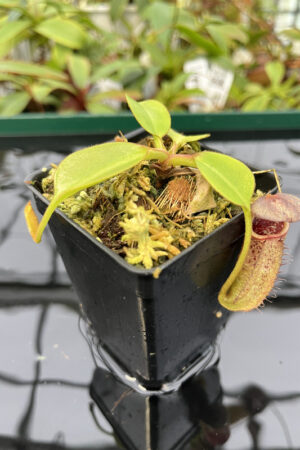 Nepenthes burbidgeae x robcantleyi | Borneo Exotics | BE-4038 | N20269