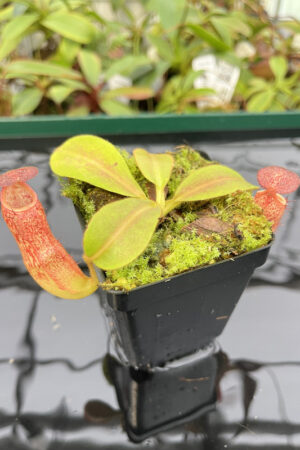Nepenthes klossii x veitchii | Borneo Exotics | BE-4632 | N20270