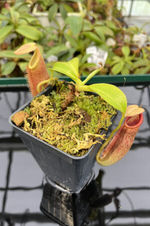 Nepenthes spathulata x (burbidgeae x edwardsiana) | Borneo Exotics | BE-3978 | H20272